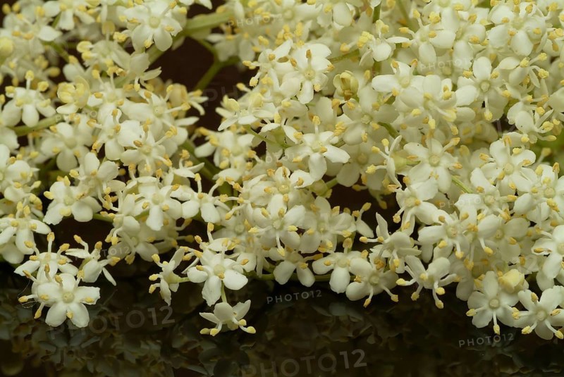 Black elder