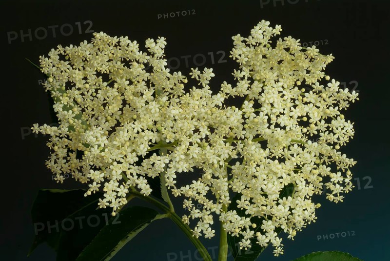 Black elder