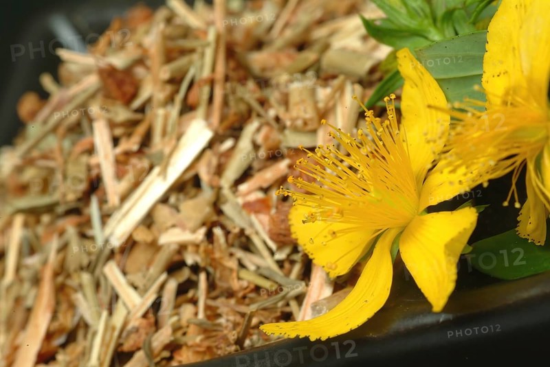 Medicinal plant St. John's wort