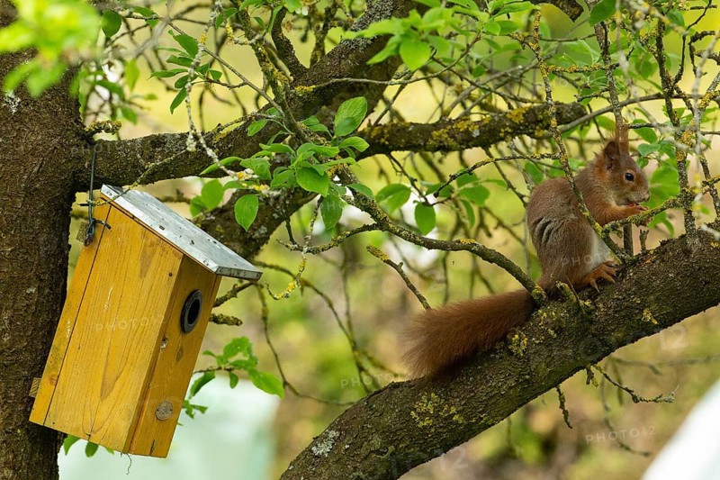 Squirrel holding nut in hands sitting on branch next to bird's nest box looking right