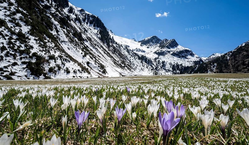 Meadow full of white and purple crocuses