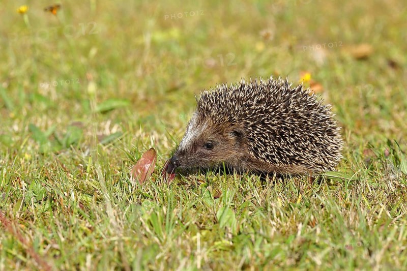 European hedgehog