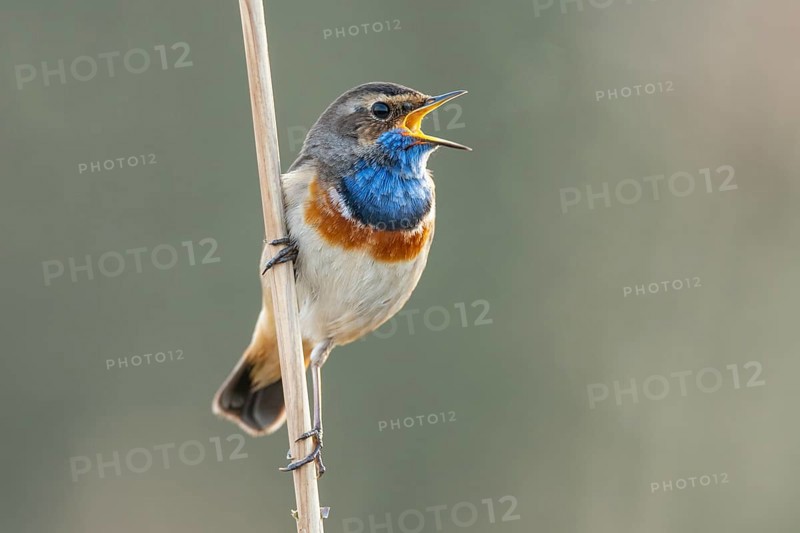 Mating bluethroat