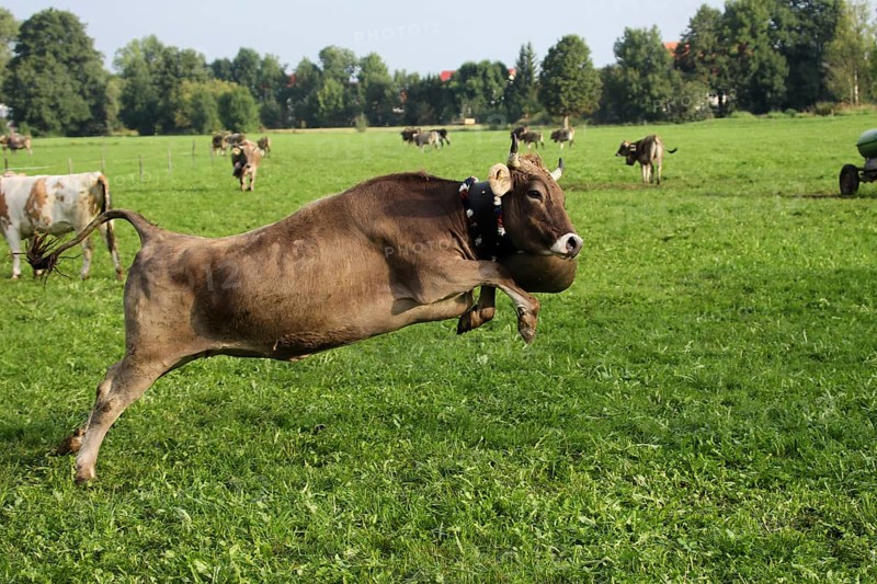 Cow with heavy bell rushing across the meadow