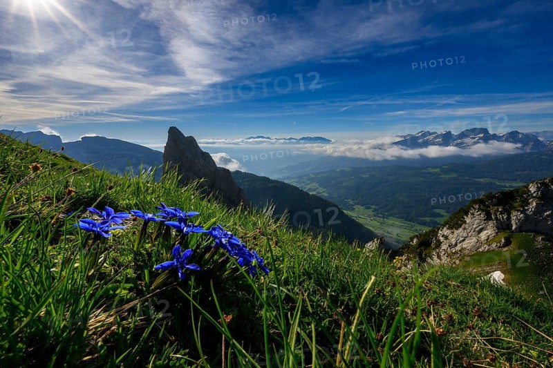 Gentian