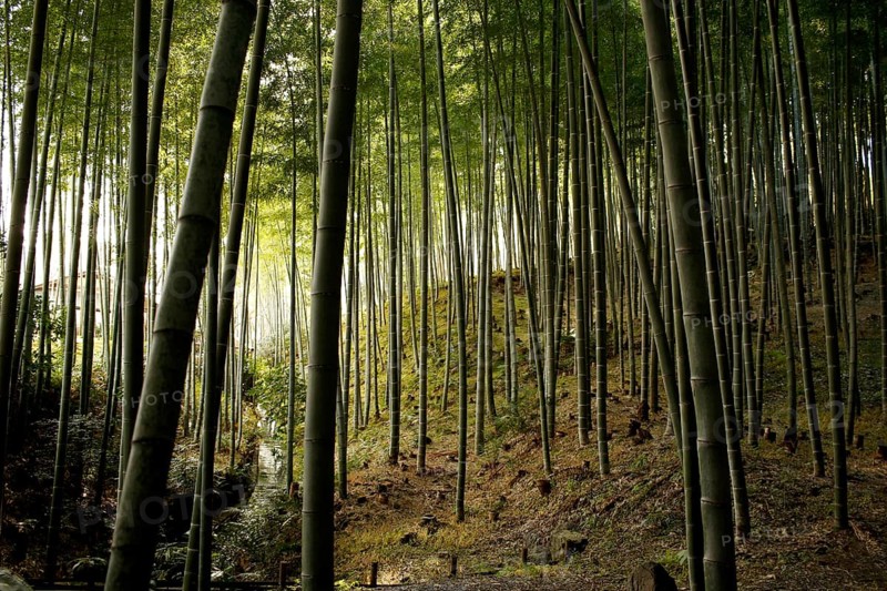 Stream and bamboo trunks in the Arashiyama Bamboo Forest in Kyoto