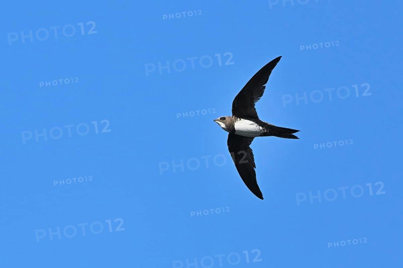 Alpine swift