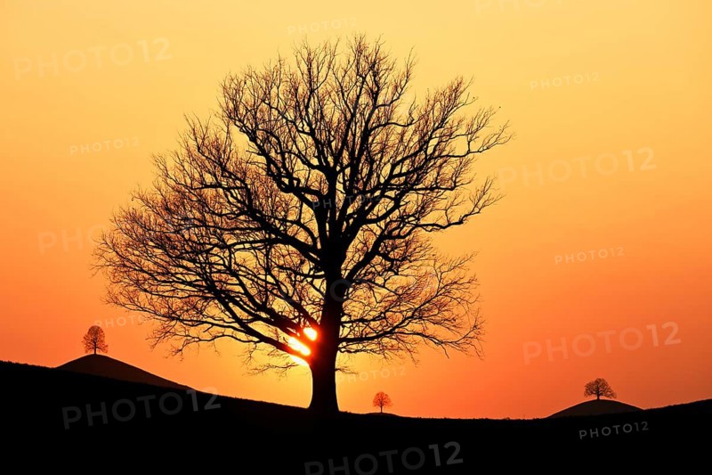 Silhouettes of an oak tree
