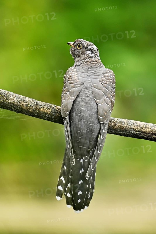 Common cuckoo