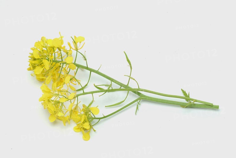 Medicinal plant White mustard