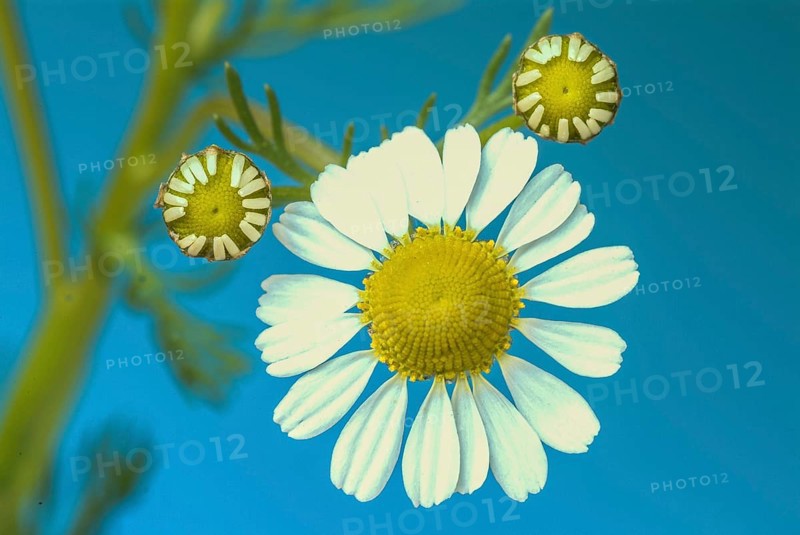 Medicinal plant Chamomile