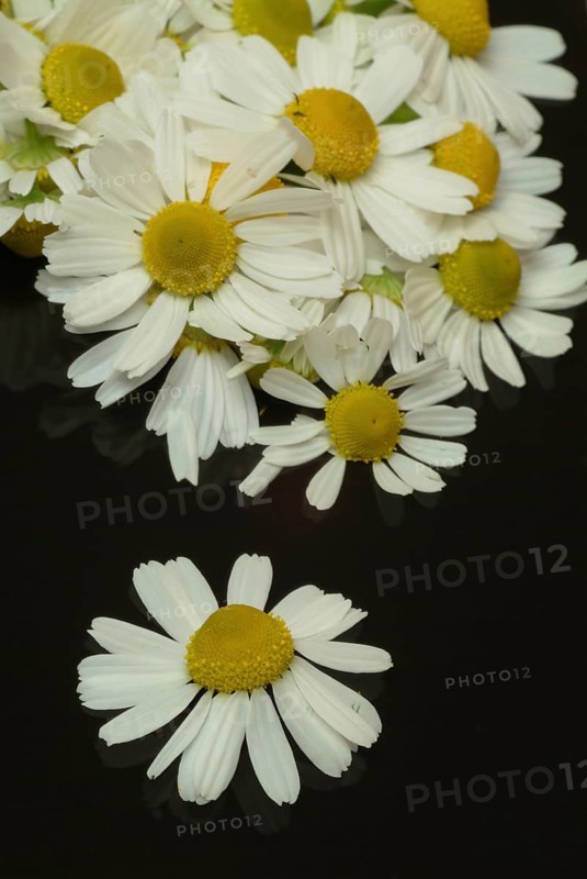 Medicinal plant Chamomile