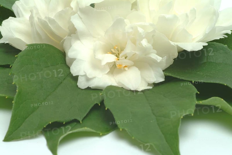 True common jasmine