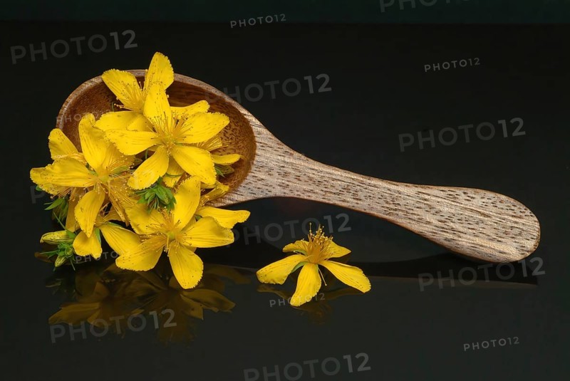 Medicinal plant St. John's wort