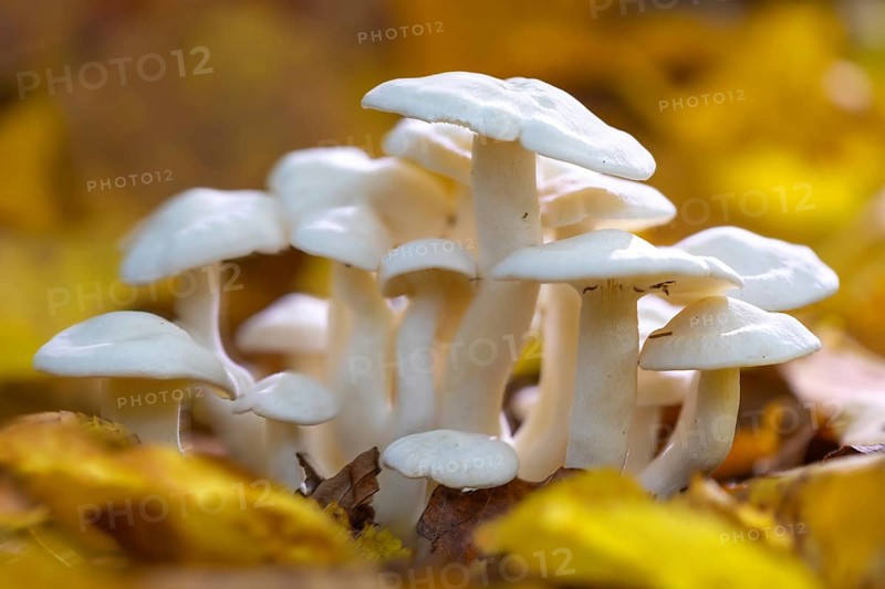 Hygrophorus chrysodon