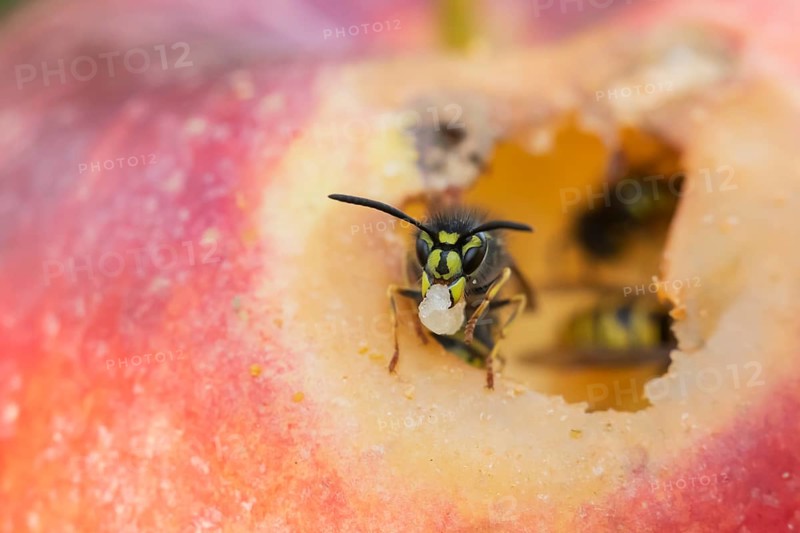 Common wasp