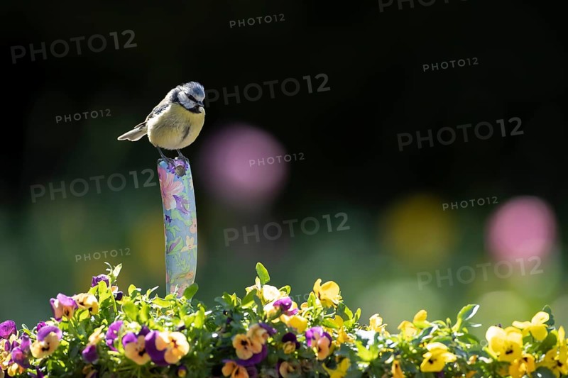 Blue tit