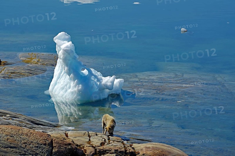 Icebergs reflected in a fjord