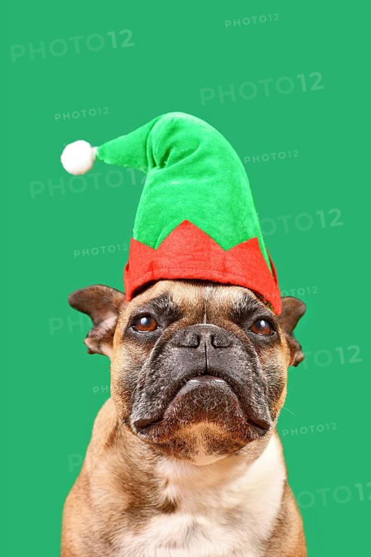 Cute French Bulldog dog dressed up with Christmas elf costume hat in front of green background