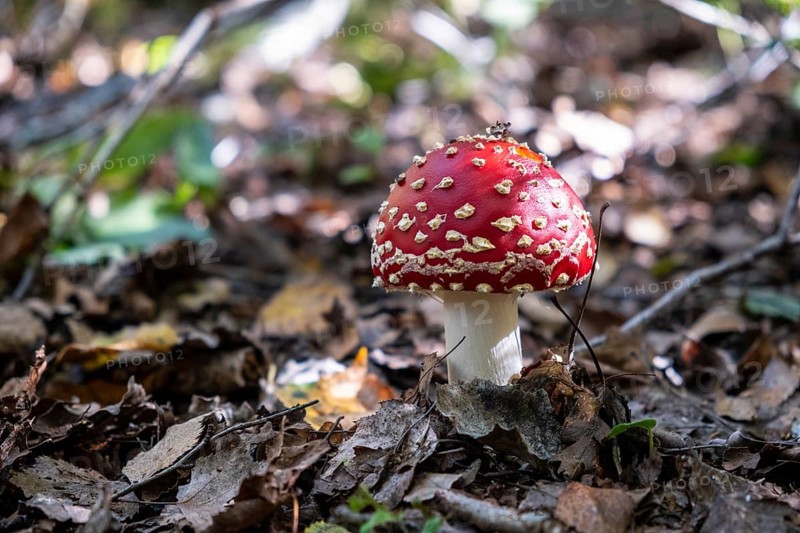 Fly agaric