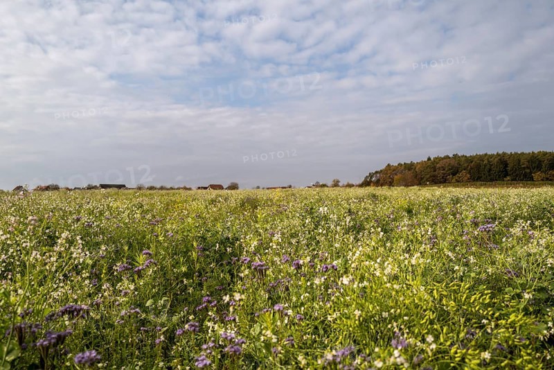 Deep view over a colourful flower meadow with a small settlement and a forest in the background. The autumn sun shines from the slightly cloudy sky