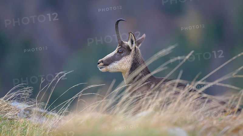 Chamois