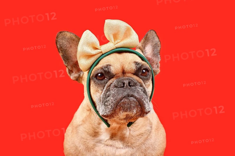 French Bulldog dog with elegant golden ribbon on head in front of red background