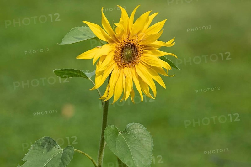 Sunflower yellow open flower