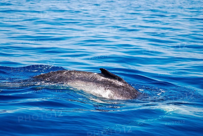 Humpback whale