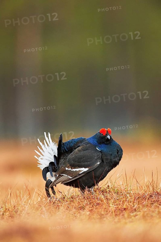 Black grouse