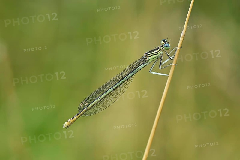 White-legged damselfly