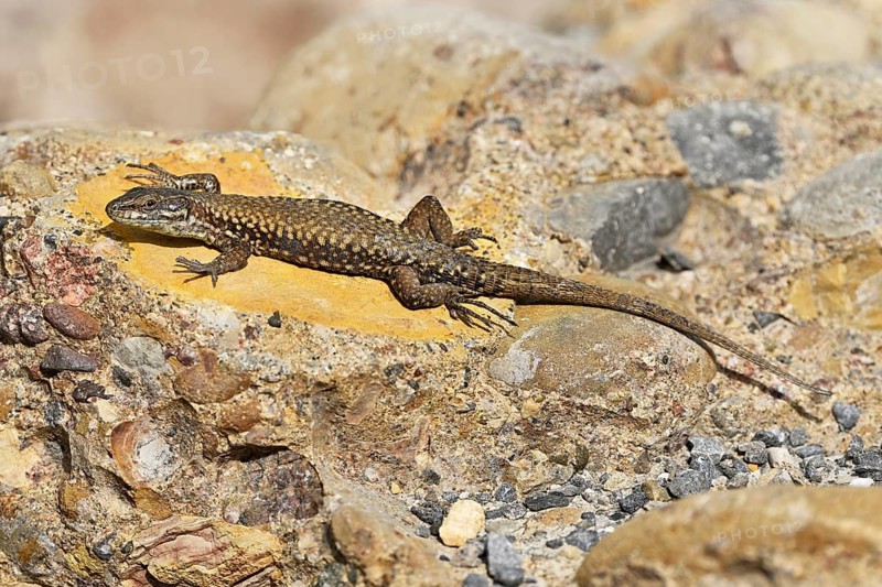 Iberian rock lizard
