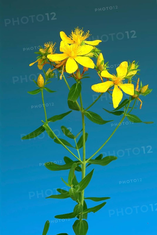 Medicinal plant St. John's wort