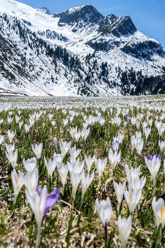 Meadow full of white and purple crocuses