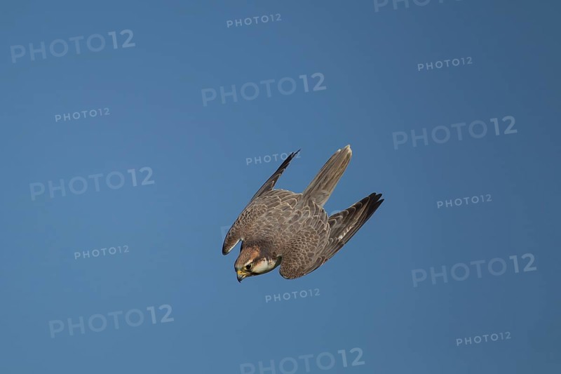 Lanner falcon