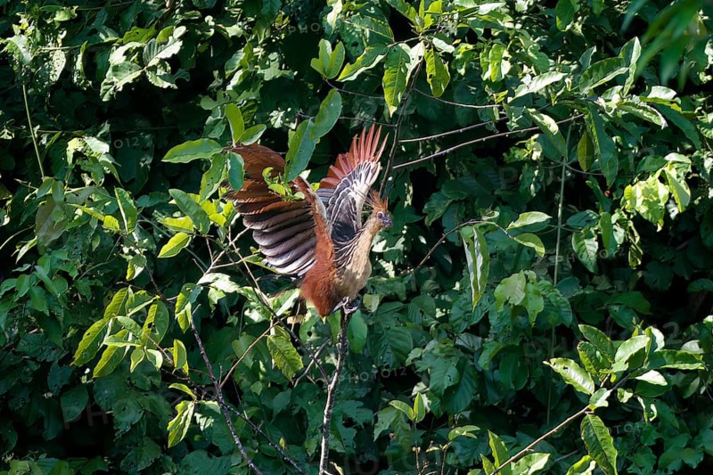 Hoatzin
