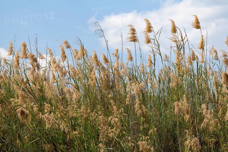 Common reed