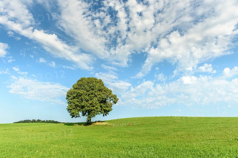 Lone basswood tree on a hill in the landscape. Jura
