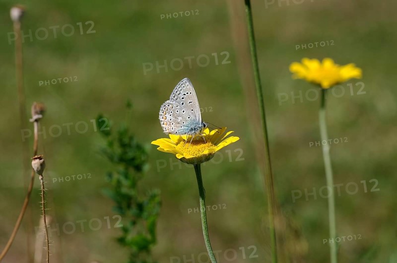 Common blue butterfly