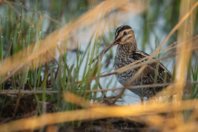 Common Snipe