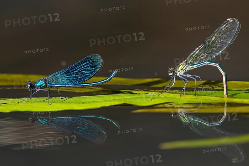 Banded demoiselle