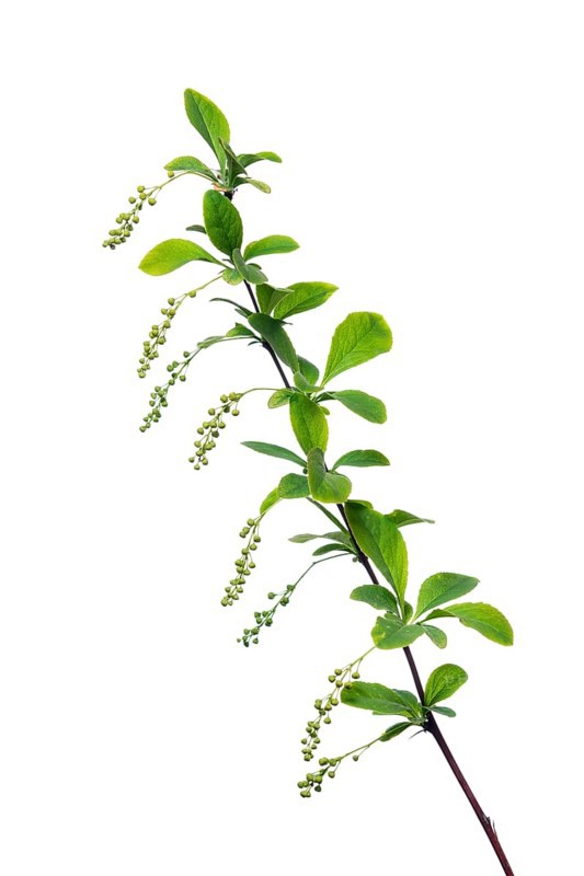 Korean barberry Rubin