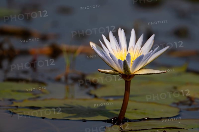 Water lily