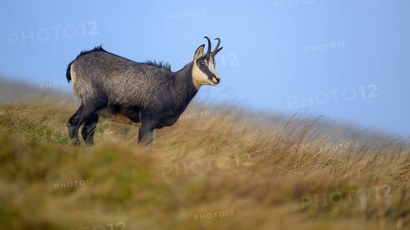 Chamois
