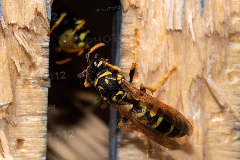 French wasp sitting on tree trunk from behind left sehed
