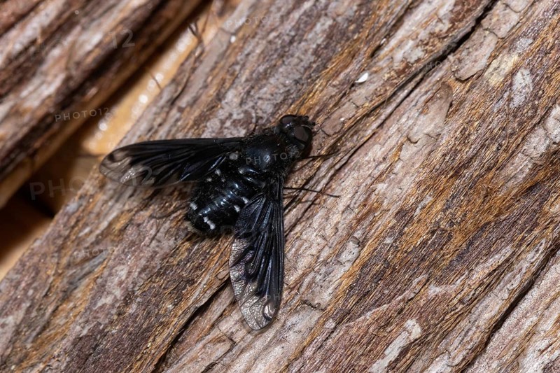 Mourning hoverer with open wings sitting on tree trunk looking right