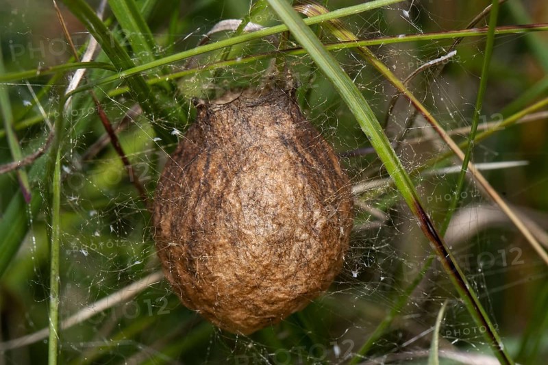 Zebra spider