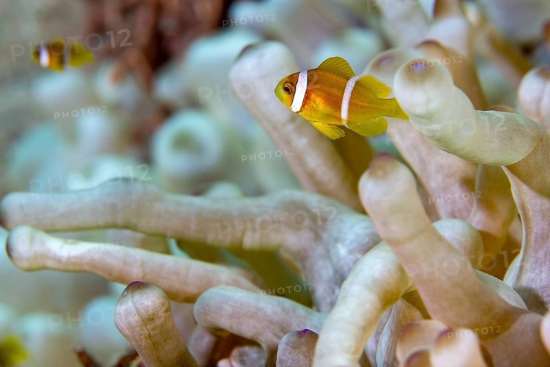Red sea clownfish