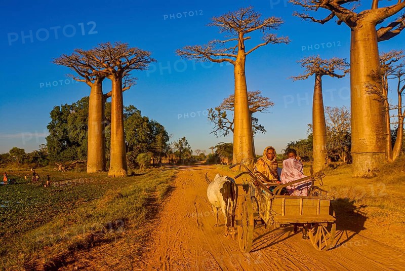 Ox cart at the Avenue de Baobabs near Morondavia
