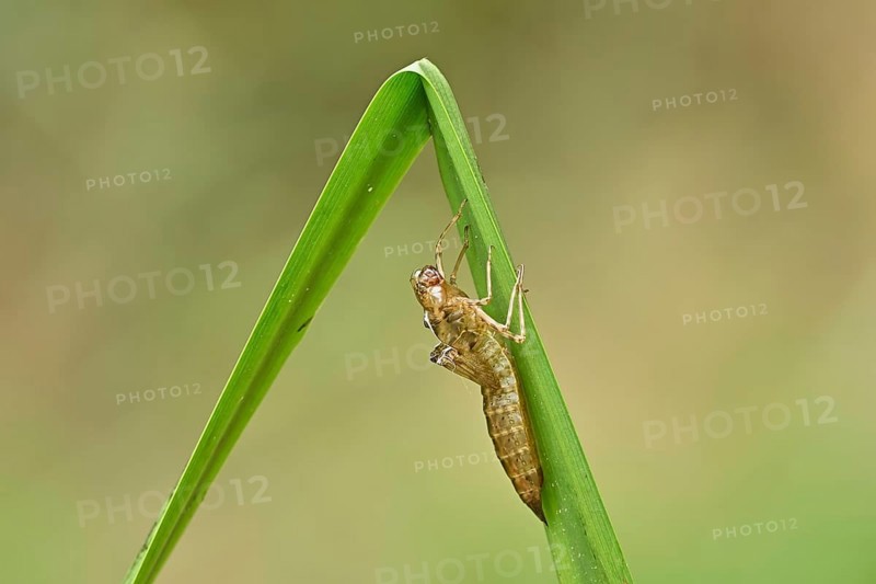 Dragonfly larva